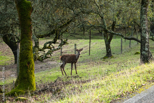 little fawn alone in the dark depths of the forest