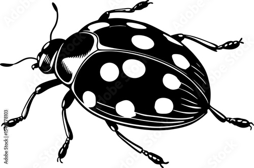 A ladybug crawling, isolated on a white background.