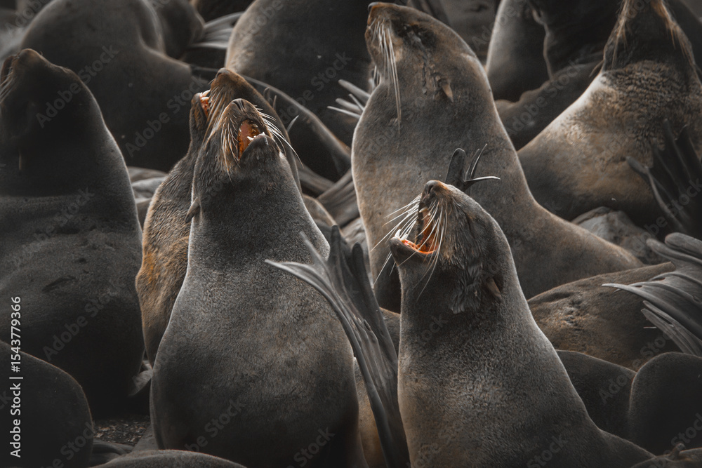 Fototapeta premium Group of sea lions resting on rocky shore, with some vocalizing, showcasing their natural behavior and social interaction in a coastal environment