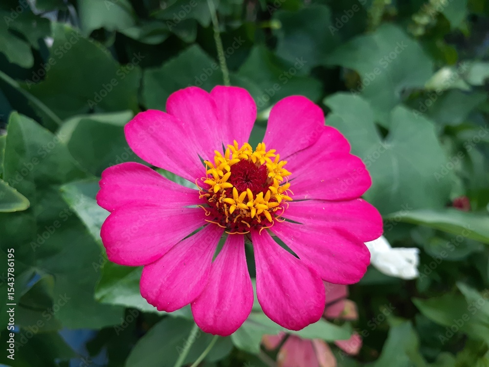 Obraz premium Beautiful pink Zinnia flowers blooming in the garden on a background of green leaves. Also known as Kembang ratna.