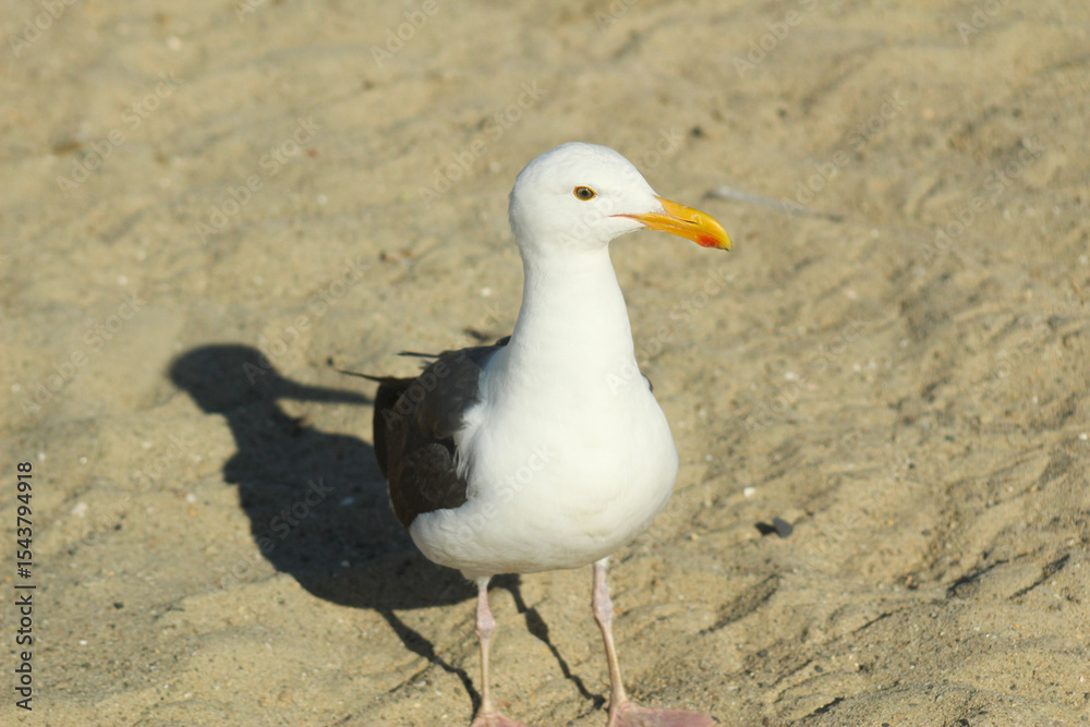 Obraz premium seagull on the beach