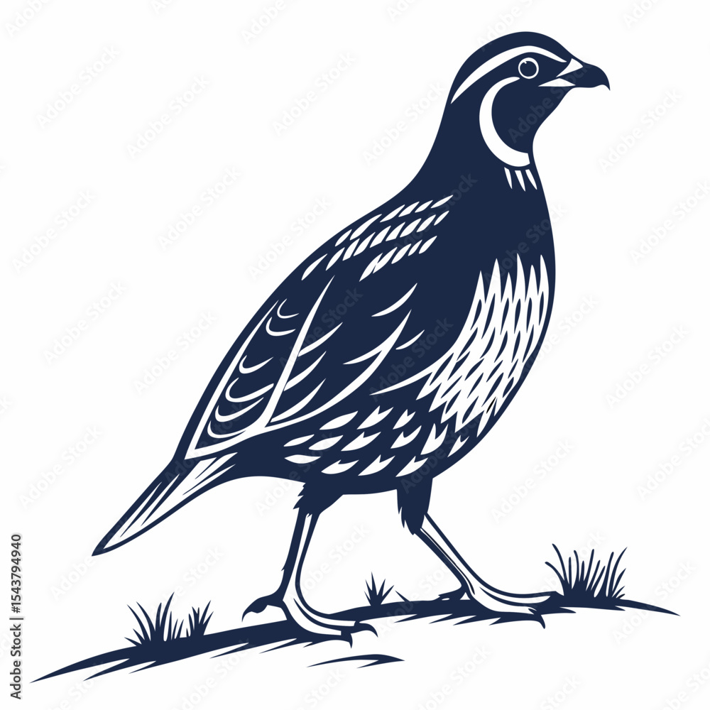 Fototapeta premium vector illustration of a bird
