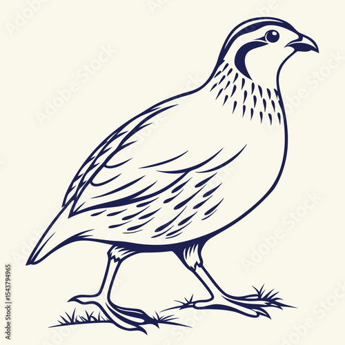 vector illustration of a dove