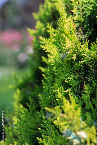 Lush beautiful green foliage displays vibrant textures in a thriving natural setting during daylight hours