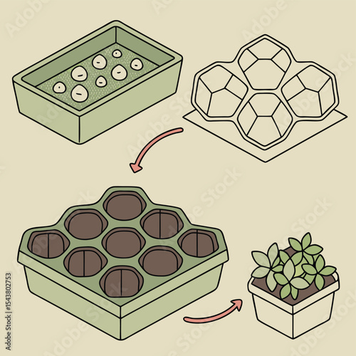 Illustration showing the process of planting seeds and growing plants in containers and trays at home