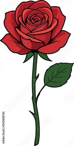 red rose isolated on white