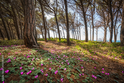 Wallpaper Mural Cyclamen flowers in the pine forest in Marina di Cecina, Tuscany, Italy Torontodigital.ca