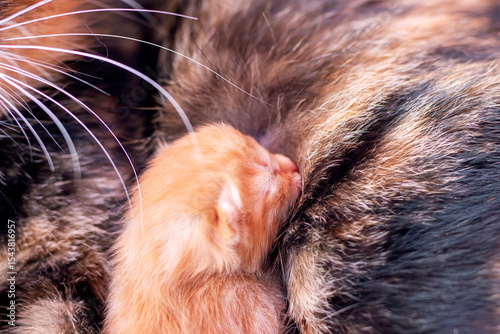 A tiny, adorable kitten is nursing from its mothers soft fur