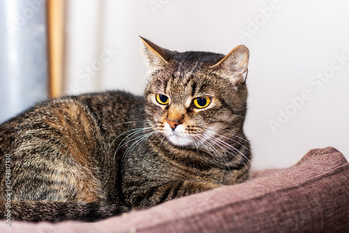 A cat is comfortably laying on a couch while looking at the camera