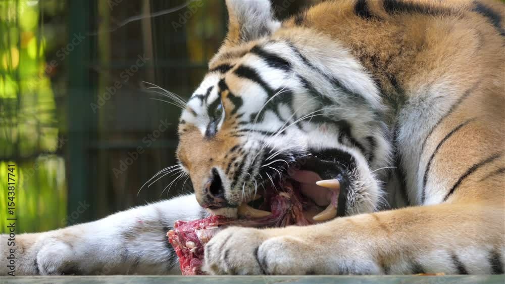 The Siberian tiger eats raw meat. Wild animals in captivity 