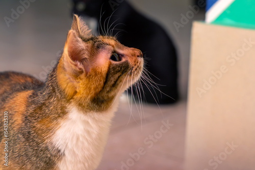 A calico cat gazes upward, while a black cat is visible behind it