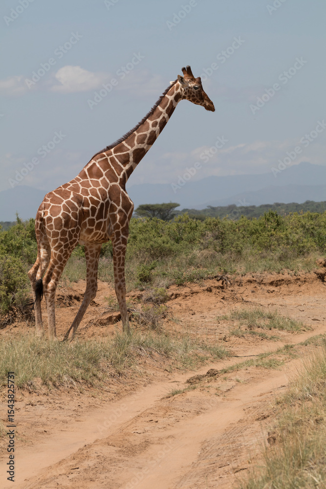 Obraz premium Africa, Kenya, Samburu National Reserve. Reticulated giraffe.