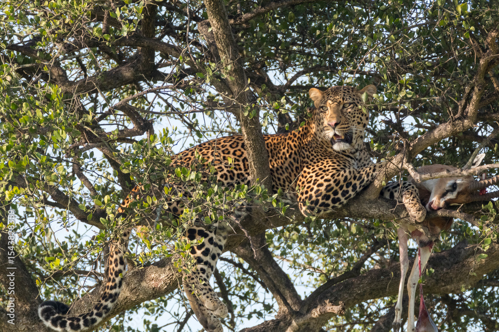 Obraz premium Africa, Kenya, Masai Mara National Reserve, African leopard in tree eating carrion of gazelle.