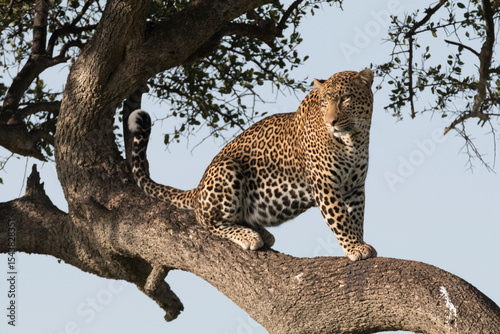 Africa, Kenya, Masai Mara National Reserve, African leopard in tree.