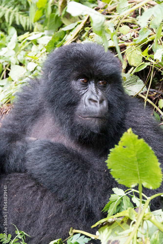 Fototapeta premium Africa, Rwanda, Musanze District, Volcanoes National Park, Ruhengeri, Kinigi. Mountain gorilla.