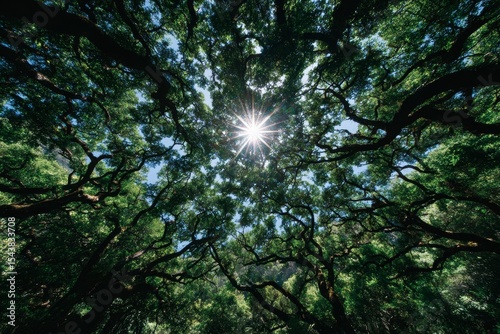 Sunbeams Through Oak Canopy  Forest  Nature  Sunlight  Trees