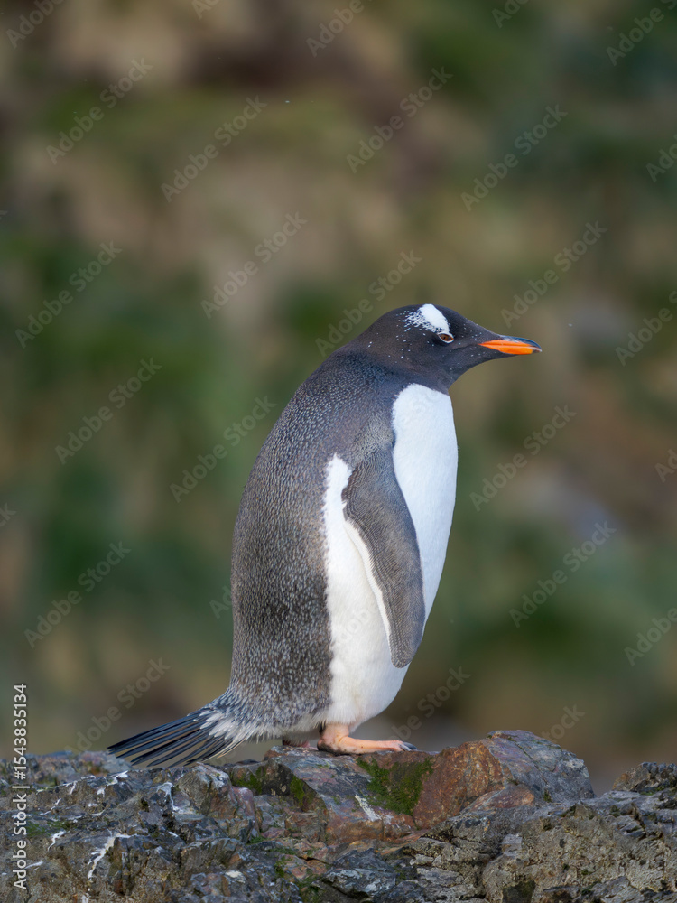 Fototapeta premium Gentoo Penguin. Antarctica, South Georgia, Hercules Bay.