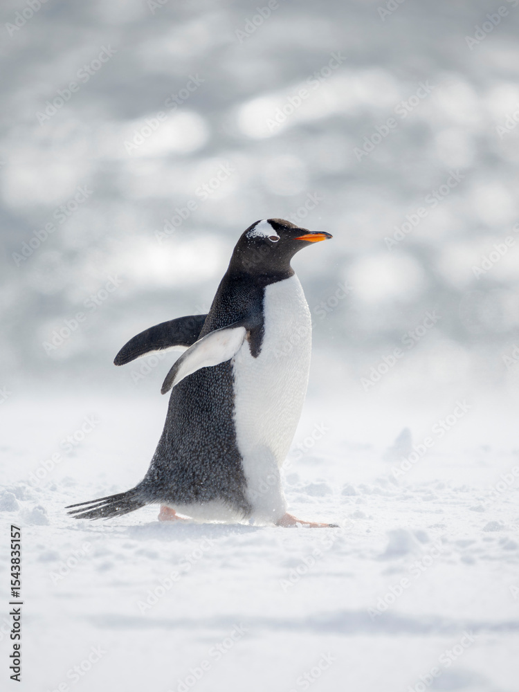 Fototapeta premium Gentoo Penguin in deep snow. Antarctica, Antarctic Peninsula, Wiencke Island.