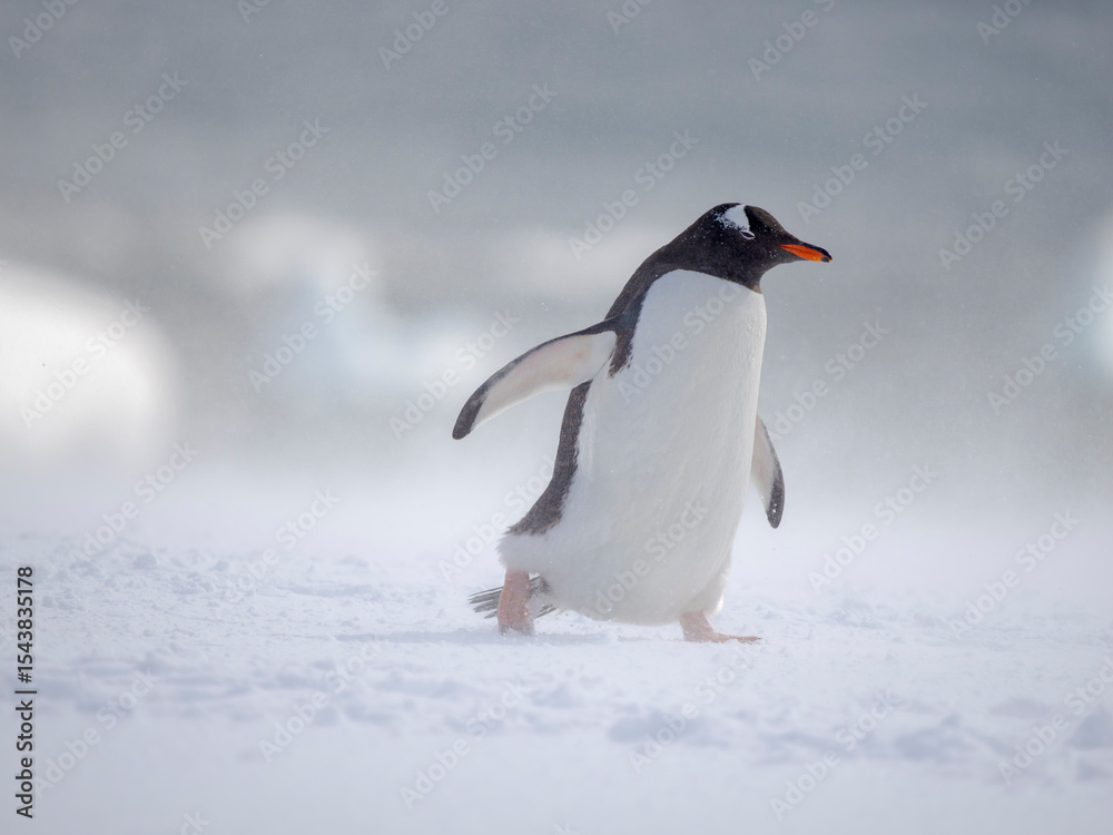 Fototapeta premium Gentoo Penguin in deep snow. Antarctica, Antarctic Peninsula, Wiencke Island.