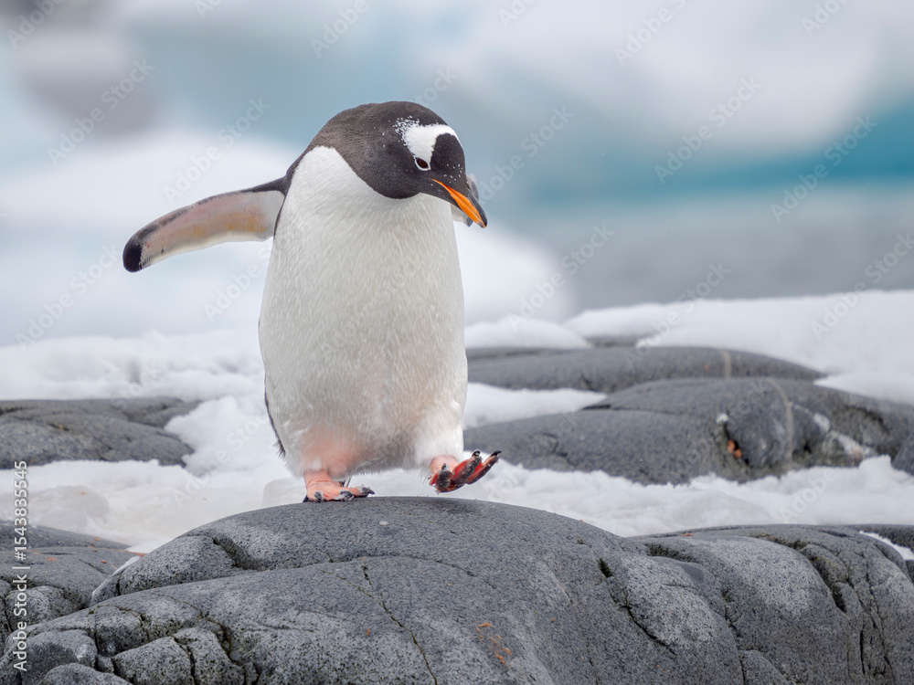 Fototapeta premium Gentoo Penguin waking to the shore. Antarctica, Antarctic Peninsula, Wiencke Island.