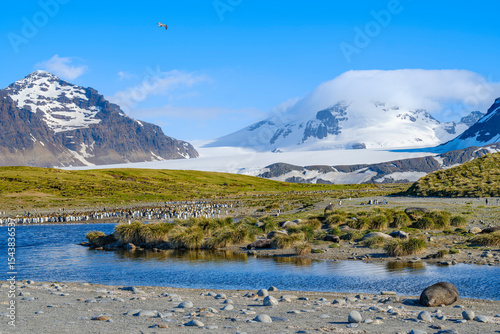 Quadro em tela Salisbury Plain with the huge colonies of King Penguins in the Bay of Isles