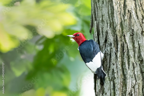 red headed woodpecker on tree