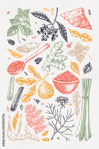 Kitchen spice and herbs poster design. Hand drawn basil, galangal, cumin,  turmeric, lemongrass, lime sketches. Kitchen herbs collection. Food design print. NOT AI generated