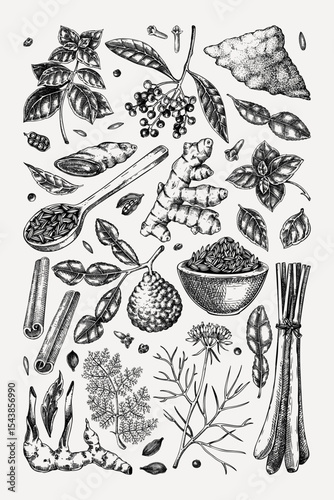 Kitchen spice and herbs poster design. Hand drawn basil, galangal, cumin,  turmeric, lemongrass, lime sketches. Kitchen herbs collection. Food design print. NOT AI generated