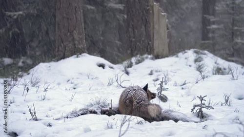 A fox in a winter forest. A fox, Vulpes vulpes, eats a dead wild boar, looks up into the air and follows a flying bird with its gaze, then walks away.