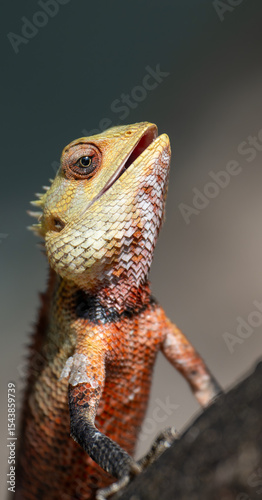 A Changeable Lizard, also known as the Oriental Garden Lizard, rests in the sun on an island in The Maldives.