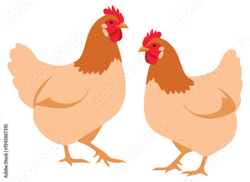 Two Brown Hens Standing on a Farm Illustrating Poultry Agriculture Concept