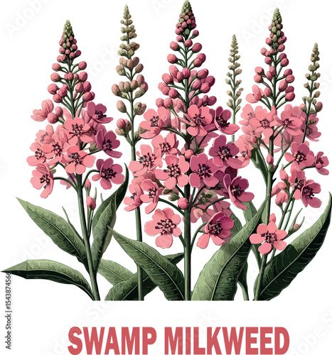 Swamp Milkweed Botanical logo Vector white background .