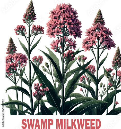 Swamp Milkweed Botanical logo Vector white background .