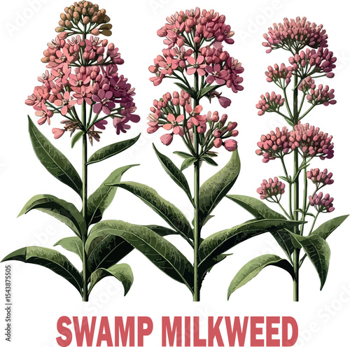 Swamp Milkweed Botanical logo Vector white background .
