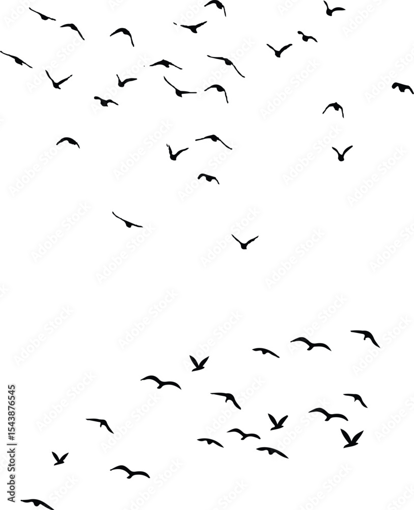 Fototapeta premium flock of birds