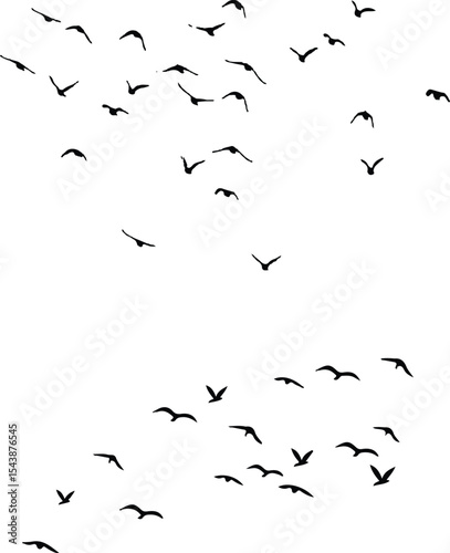 flock of birds