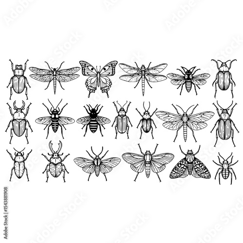 Beetle butterfly dragonfly insect moth bug drawing line art sketch vector illustration nature entomology design