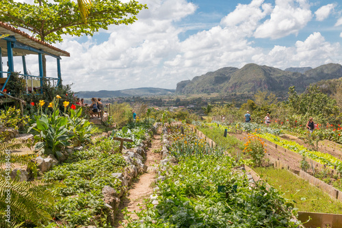 Billede på lærred Cuba, Vinales, Finca Agroecologica El Paraiso