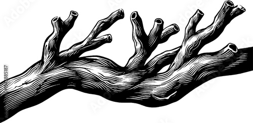 Artistic illustration of a bare branch with curled tips and wind effect