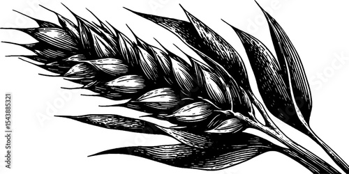 Black and white barley grain cluster on stalk for agricultural design and decor