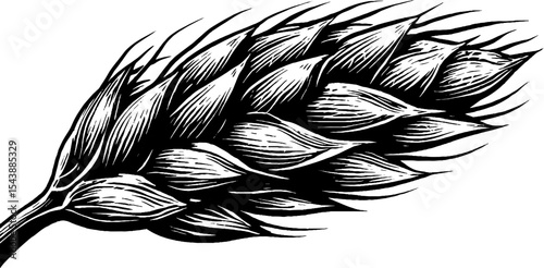 Barley grain cluster on stalk in black and white design for print and poster