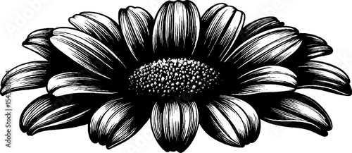 Monochrome chamomile flower head illustration for botanical design