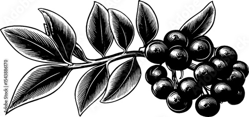 Elderberries on branching stem design for botanical art and herbal illustrations