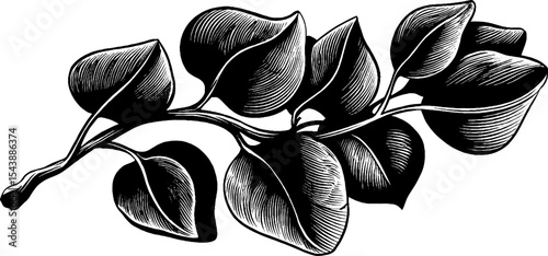 Eucalyptus leaves illustration design for botanical prints and nature themes