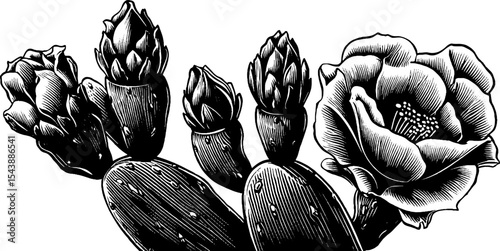 Black and white cactus with blooming flower design for botanical art