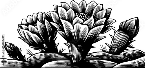 Black and white cactus with blooming flowers illustration for design projects