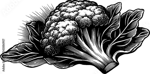 Black and white cauliflower head with thick stalk for design and decoration