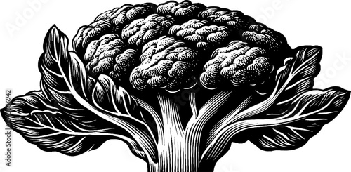 Black and white illustration of cauliflower. Organic healthy vegetable food design inspired by nature.










