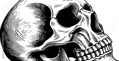 Anatomical study of a child's skull with developing teeth in black and white