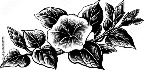 Elegant climbing vine with flower buds perfect for nature-themed designs